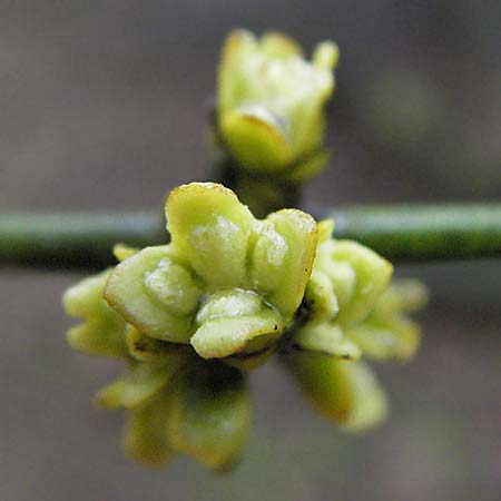 Viscum album subsp. austriacum / Pine Mistletoe, D Mannheim 11.2.2007