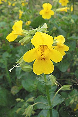 Mimulus guttatus \ Gefleckte Gauklerblume / Monkey Flower, D Schwarzwald/Black-Forest, Feldberg 18.8.2007