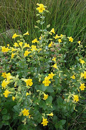 Mimulus guttatus \ Gefleckte Gauklerblume / Monkey Flower, D Schwarzwald/Black-Forest, Feldberg 18.8.2007