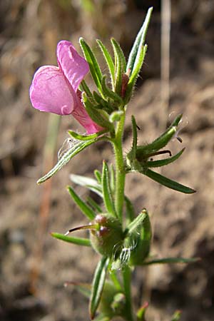 Misopates orontium / Weasel's-Snout, Lesser Snapdragon, D Odenwald, Zotzenbach 1.10.2007