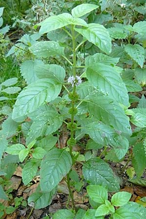 Mentha arvensis \ Acker-Minze / Corn Mint, D Reilingen 24.9.2007