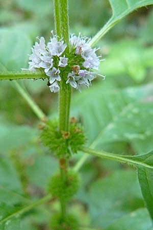 Mentha arvensis / Corn Mint, D Reilingen 24.9.2007