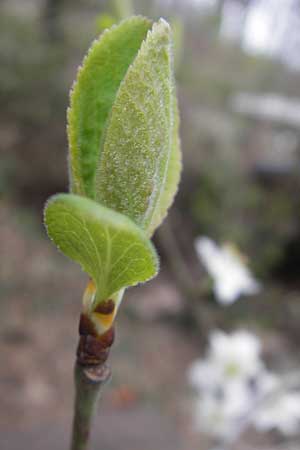 Prunus domestica subsp. syriaca / Mirabelle Cherry, D Pforzheim 31.3.2012