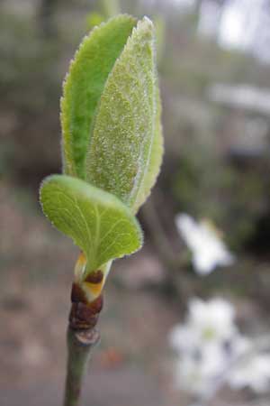 Prunus domestica subsp. syriaca \ Mirabelle / Mirabelle Cherry, D Pforzheim 31.3.2012