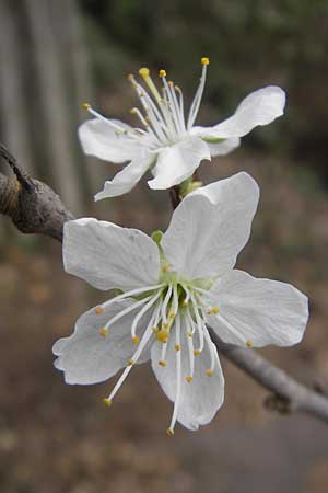 Prunus domestica subsp. syriaca \ Mirabelle / Mirabelle Cherry, D Pforzheim 31.3.2012