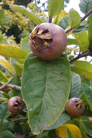 Mespilus germanica \ Echte Mispel / Medlar, D Weinheim an der Bergstraße, Botan. Gar.  Hermannshof 18.10.2012