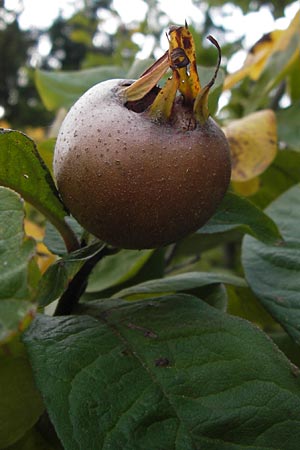 Mespilus germanica \ Echte Mispel / Medlar, D Weinheim an der Bergstraße, Botan. Gar.  Hermannshof 18.10.2012