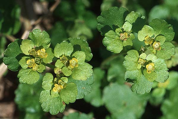 Chrysosplenium alternifolium \ Wechselblättriges Milzkraut, Gold-Milzkraut / Alternate-Leaved Golden-Saxifrage, D Donnersberg 30.4.2006