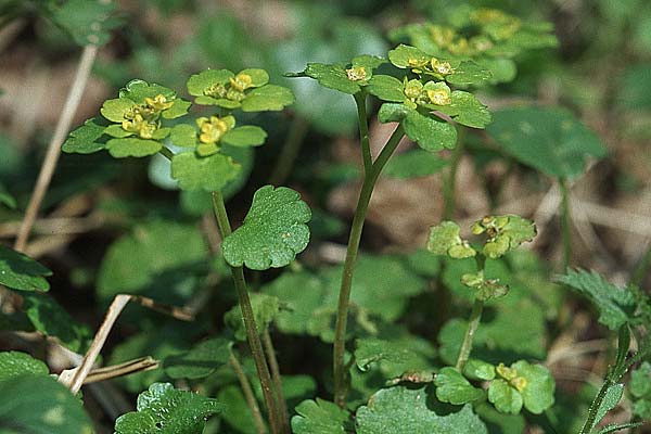 Chrysosplenium alternifolium \ Wechselblttriges Milzkraut, Gold-Milzkraut, D Donnersberg 30.4.2006