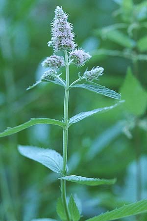 Mentha longifolia / Horse Mint, D Mannheim 4.9.2005