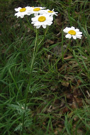 Tanacetum corymbosum \ Ebenstruige Wucherblume / Scentless Feverfew, D Kipfenberg 7.6.2012