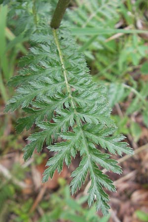 Tanacetum corymbosum \ Ebenstruige Wucherblume, D Kipfenberg 7.6.2012