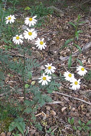 Tanacetum corymbosum \ Ebenstruige Wucherblume, D Kipfenberg 7.6.2012