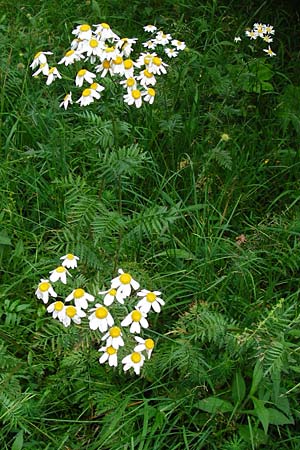 Tanacetum corymbosum \ Ebenstruige Wucherblume / Scentless Feverfew, D Fridingen 8.7.2014