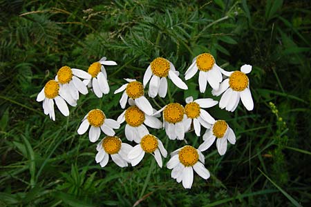 Tanacetum corymbosum \ Ebenstruige Wucherblume, D Fridingen 8.7.2014