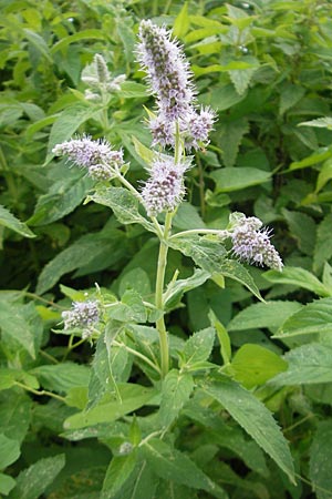 Mentha longifolia \ Ross-Minze, D Heidelberg 6.9.2009