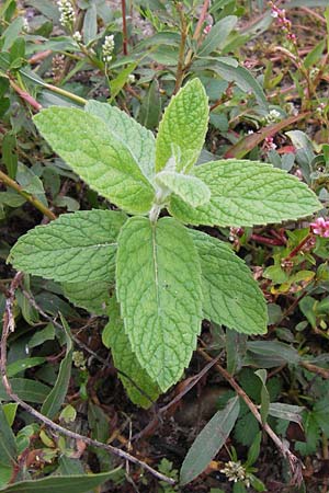 Mentha longifolia \ Ross-Minze, D Mannheim 14.9.2013