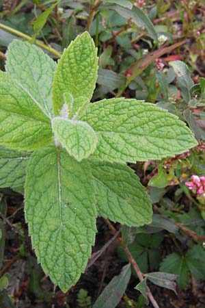 Mentha longifolia \ Ross-Minze, D Mannheim 14.9.2013