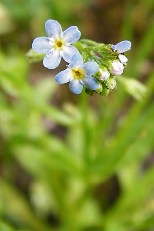 Myosotis laxa \ Rasen-Vergissmeinnicht / Small-Flowered Forget-me-not, Tufted Forget-me-not, D Groß-Gerau 11.5.2014