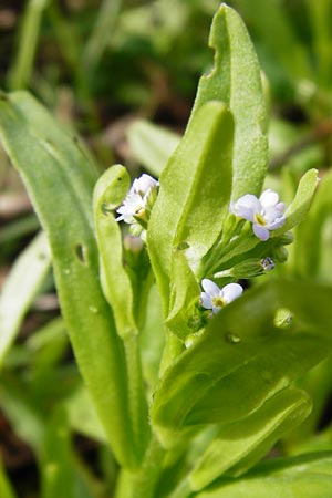 Myosotis laxa \ Rasen-Vergissmeinnicht / Small-Flowered Forget-me-not, Tufted Forget-me-not, D Groß-Gerau 11.5.2014