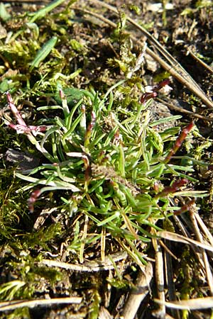 Mibora minima \ Zwerggras / Early Sandgrass, D Rüsselsheim 12.3.2011