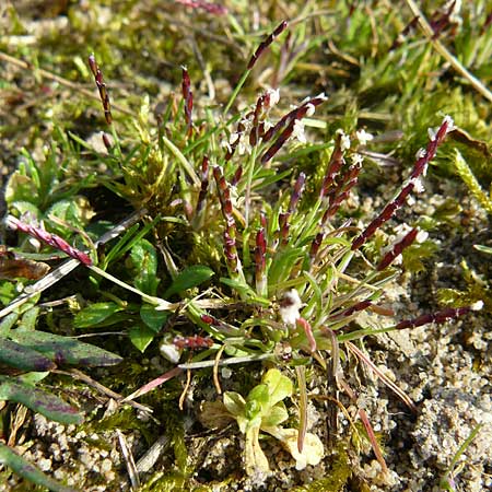 Mibora minima \ Zwerggras / Early Sandgrass, D Rüsselsheim 12.3.2011