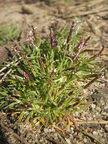 Mibora minima \ Zwerggras / Early Sandgrass, D Rüsselsheim 12.3.2011