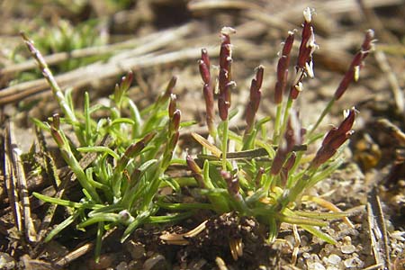 Mibora minima \ Zwerggras / Early Sandgrass, D Rüsselsheim 12.3.2011