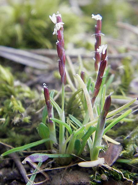 Mibora minima \ Zwerggras / Early Sandgrass, D Rüsselsheim 12.3.2011