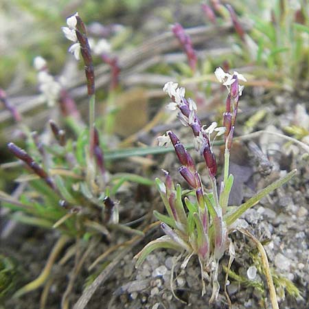 Mibora minima \ Zwerggras / Early Sandgrass, D Rüsselsheim 12.3.2011