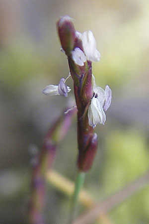 Mibora minima \ Zwerggras / Early Sandgrass, D Rüsselsheim 12.3.2011