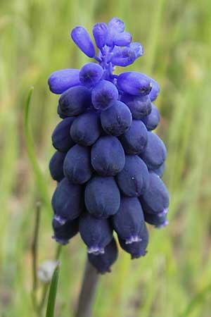 Muscari neglectum \ bersehene Traubenhyazinthe, Weinbergs-Trubel / Grape Hyacinth, D Neckarzimmern 11.4.2010