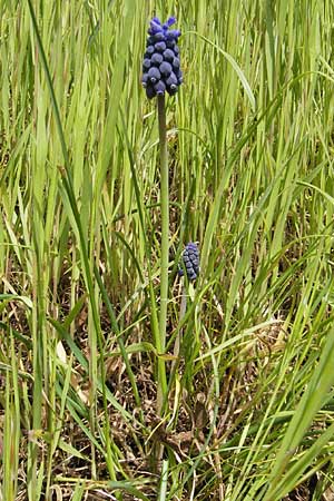 Muscari neglectum \ bersehene Traubenhyazinthe, Weinbergs-Trubel, D Neckarzimmern 11.4.2010