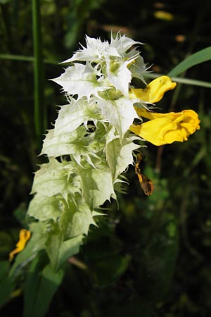 Melampyrum nemorosum \ Hain-Wachtelweizen, D Thüringen, Arnstadt 7.8.2013