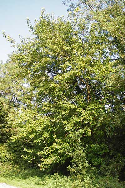 Morus nigra \ Schwarzer Maulbeerbaum / Common Mulberry, D Bensheim 3.10.2014