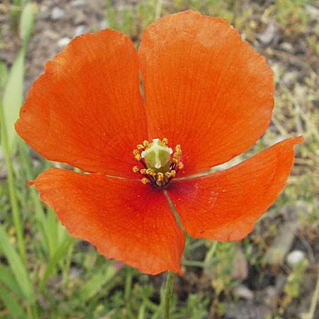 Papaver dubium subsp. confine \ Verkannter Saat-Mohn / Long-Headed Poppy, D Mannheim 15.5.2006