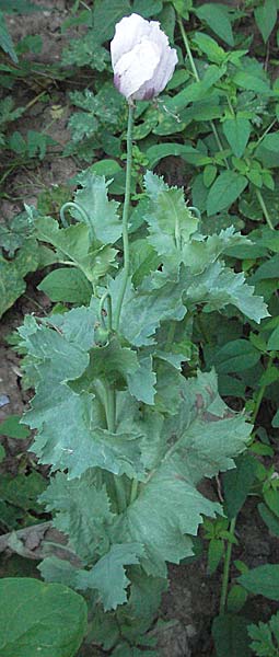 Papaver somniferum \ Schlaf-Mohn / Opium Poppy, D Mannheim 24.7.2006