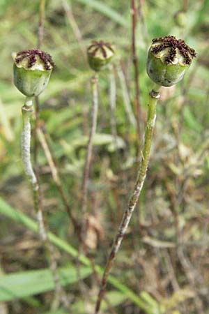 Papaver dubium subsp. confine \ Verkannter Saat-Mohn / Long-Headed Poppy, D Waghäusel 16.9.2006