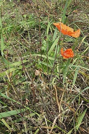 Papaver dubium subsp. confine \ Verkannter Saat-Mohn / Long-Headed Poppy, D Waghäusel 16.9.2006