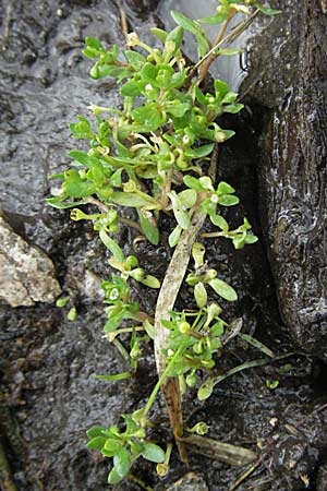 Montia fontana subsp. fontana \ Quellkraut, D Schwarzwald, Feldberg 18.8.2007