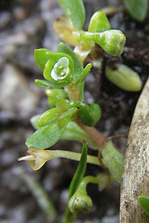 Montia fontana subsp. fontana \ Quellkraut / Blinks, D Schwarzwald/Black-Forest, Feldberg 18.8.2007