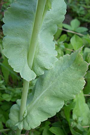 Papaver somniferum \ Schlaf-Mohn, D Karlsruhe 19.7.2008