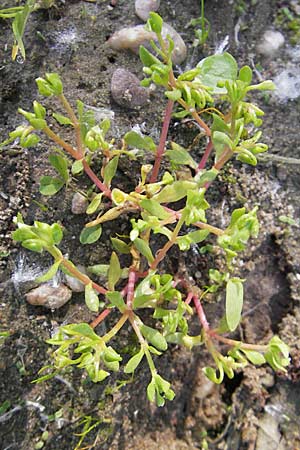 Montia fontana subsp. chondrosperma \ Acker-Quellkraut, Rausamiges Quellkraut / Blinks, D Wörth-Büchelberg 1.5.2009