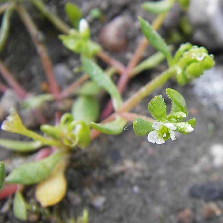 Montia fontana subsp. chondrosperma \ Acker-Quellkraut, Rausamiges Quellkraut, D Wörth-Büchelberg 1.5.2009