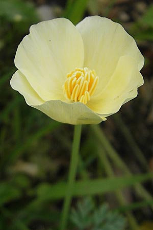 Eschscholzia californica \ Kalifornischer Kappen-Mohn, Goldmohn, D Weinheim an der Bergstraße 27.6.2009