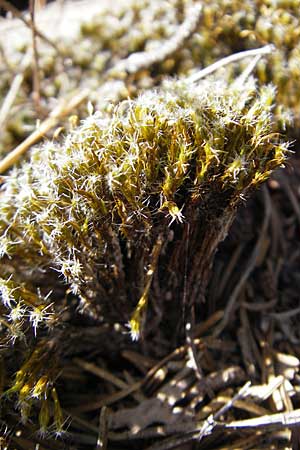 Campylopus introflexus \ Kaktus-Moos / Heath Star Moss, D Odenwald, Ober-Mossau 28.8.2009