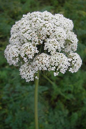 Daucus carota subsp. sativus \ Mohrrbe, Karotte / Carrot, D Bruchsal 6.10.2009