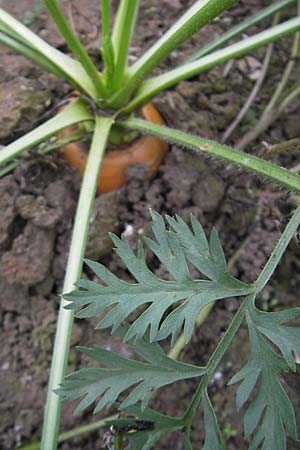 Daucus carota subsp. sativus / Carrot, D Bruchsal 6.10.2009