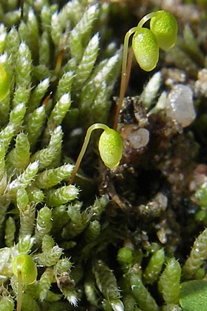 Bryum argenteum \ Silber-Birnenmoos / Silvergreen Bryum Moss, Silvery Thread Moss, D Viernheim 20.10.2009