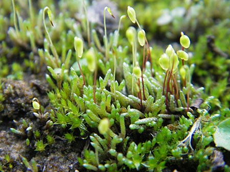 Bryum argenteum / Silvergreen Bryum Moss, Silvery Thread Moss, D Viernheim 20.10.2009